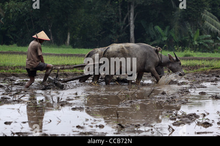Riso Coltivatore Aratro ox Yogyakarta Indonesia Java Centrale Foto Stock