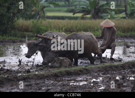Riso Coltivatore Aratro ox Yogyakarta Indonesia Java Centrale Foto Stock