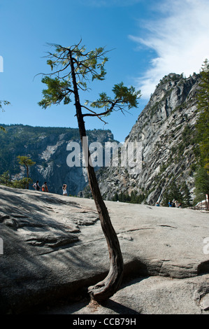 Pino crescendo attraverso la roccia di granito in cima Nevada Fall. Parco Nazionale di Yosemite. In California. Stati Uniti d'America Foto Stock