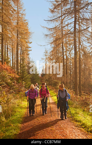 Walkers a Achray foresta vicino Aberfoyle Foto Stock