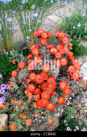 Claret Cup Cactus e suo compagno di piante Foto Stock
