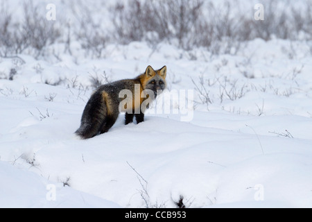 Cross Fox (Red Fox, Vulpes vulpes vulpes) caccia nell'artico neve nei pressi di Prudhoe Bay, versante Nord, Alaska nel mese di ottobre Foto Stock