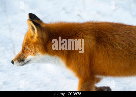 Red Fox (Vulpes vulpes vulpes) close-up caccia nell'artico neve nei pressi di Prudhoe Bay, versante Nord, Alaska nel mese di ottobre Foto Stock