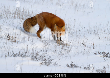 Red Fox (Vulpes vulpes) portante roditori congelati in bocca in artico neve nei pressi di Prudhoe Bay, versante Nord, Alaska nel mese di ottobre Foto Stock