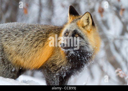 Cross Fox (Red Fox, Vulpes vulpes vulpes) caccia nell'artico neve nei pressi di Prudhoe Bay, versante Nord, Alaska nel mese di ottobre Foto Stock