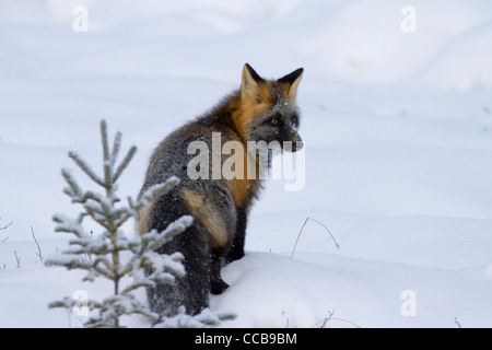 Cross Fox (Red Fox, Vulpes vulpes vulpes) caccia nell'artico neve nei pressi di Prudhoe Bay, versante Nord, Alaska nel mese di ottobre Foto Stock