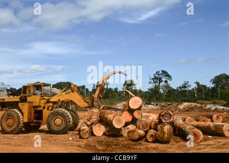 Para Stato, Brasile. Un Clark bulldozer accatastamento tronchi di alberi in una segheria legname. La maggior parte del legno in para è abbattuto illegalmente in riserve indigene. Foto Stock