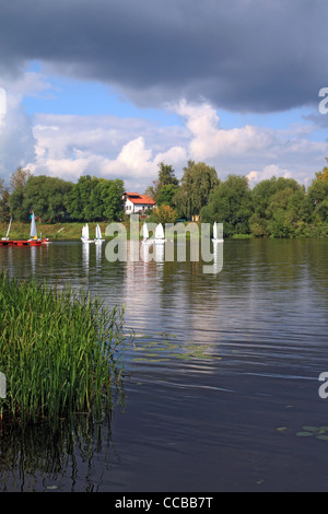 Di piccole dimensioni e di colore bianco sailfishes sul fiume Foto Stock