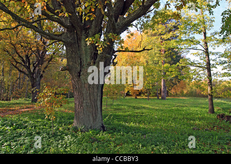 Vecchia Quercia in legno di autunno Foto Stock