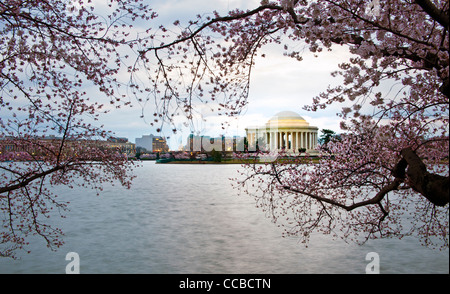 Washington DC e la fioritura dei ciliegi in fiore sul Tidal Basin con il Jefferson Memorial in background. Foto Stock