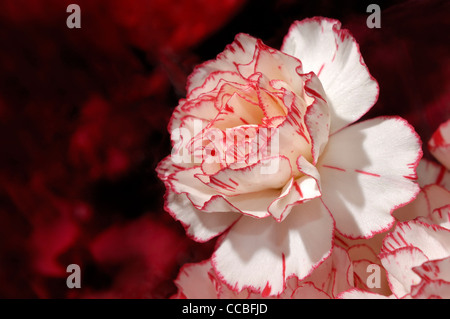 Primo piano di una neautiful bi-colore dei fiori di garofano bianco su sfondo rosso Foto Stock