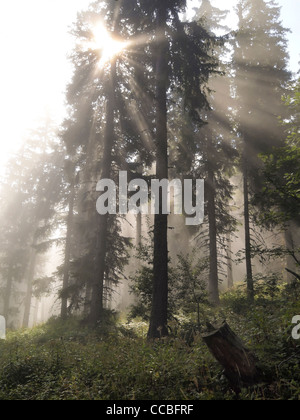 Sun gettando i raggi di luce attraverso una nebbiosa pineta Foto Stock
