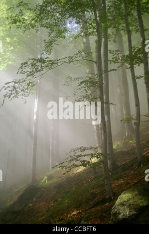 I raggi di luce solare in un bosco nebbioso Foto Stock
