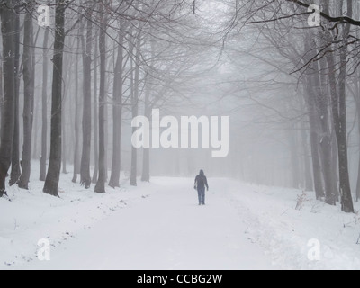 Passeggiate attraverso il brumoso foresta invernale Foto Stock