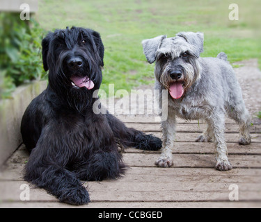 Ritratto di gigante nero e grigio Schnauzer in miniatura, presi al di fuori Foto Stock