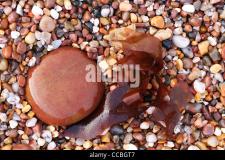 Ciottoli bagnata e alghe marine su una spiaggia a Sidmouth, nel Devon, Regno Unito Foto Stock