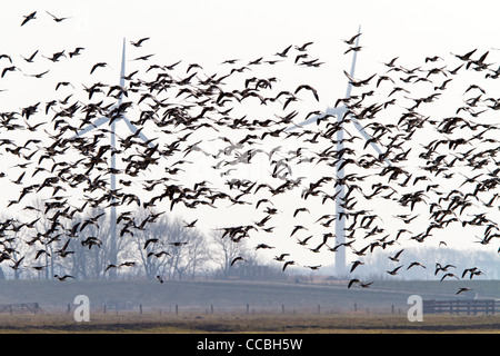 Cirripedi nella parte anteriore di un impianto eolico (Branta leucopsis ) Foto Stock