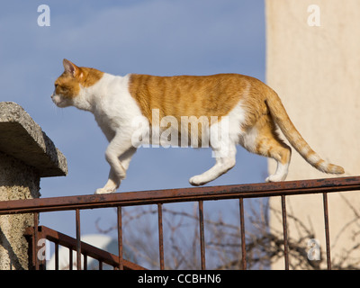 Il gatto giallo camminando sul recinto Foto Stock