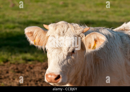 Ritratto di un giovane bull tagged in ciascun orecchio. Le sue corna inizia a crescere Foto Stock