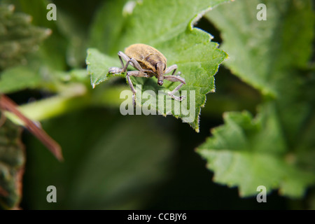 Curculione (Lixus angustatus) sulla lamina Foto Stock