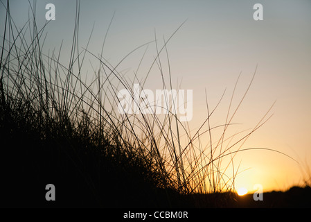 Tramonto dietro erba alta Foto Stock