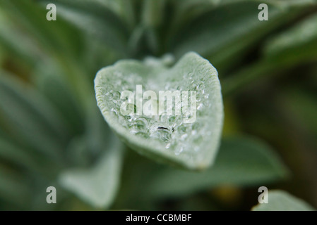 Gocce d'acqua sulla foglia di salvia, close-up Foto Stock