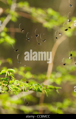 Green Longhorn falene (Adela reaumurella) in volo Foto Stock