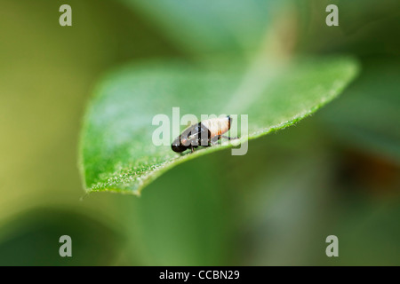 Froghopper (Cercopis vulnerata) Ninfa, noto anche come spittlebug Foto Stock