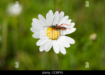 Longhorn beetle sul collegamento daisy Foto Stock