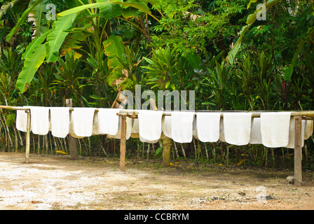 Fogli in gomma appesi per asciugare, scena familiare nella parte meridionale della Thailandia Foto Stock