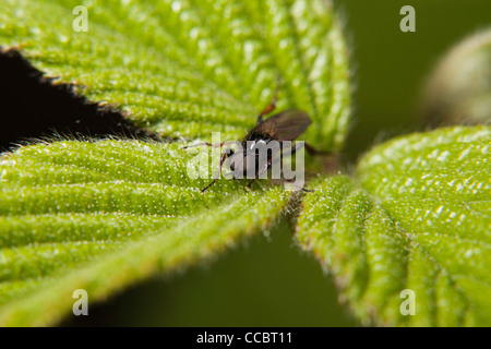 San Marco fly (Bibio marci) in appoggio sulla pianta Foto Stock