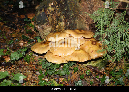 Gruppo di toadstools cresce su un vecchio ceppo di albero in autunno Foto Stock