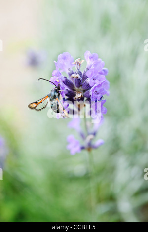 Fiery clearwing (Pyropteron chrysidiformis) sulla lavanda Foto Stock