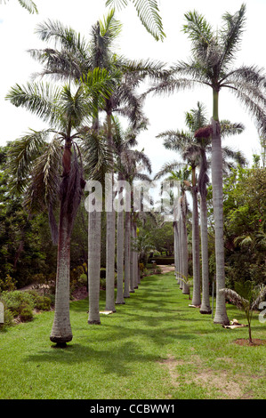 Un cavalletto di Royal Palms (Roystonea) nella motivazione delle Grotte di Cristallo, Bermuda Foto Stock