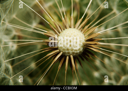 Tarassaco seedhead, extreme close-up Foto Stock