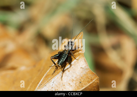Legno cricket (Nemobius sylvestris) Foto Stock