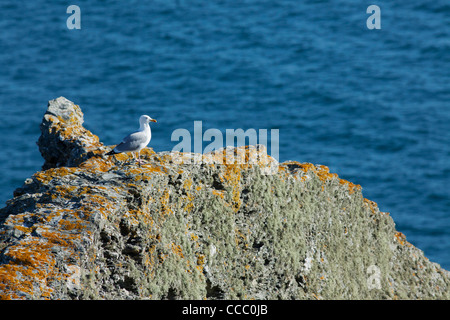 Seagull si appollaia su rock Foto Stock