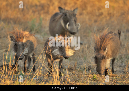 Warthog (Phacochoerus africanus) Famiglia con i giovani sulla savana, Namibia Foto Stock