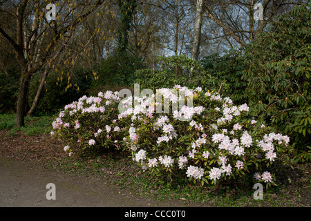 Bloomy Rododendro Foto Stock