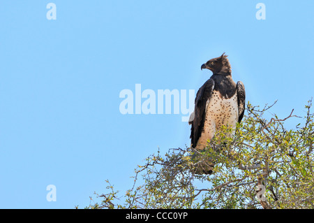 Martial Eagle (Polemaetus bellicosus) arroccato in cima ad albero, Sud Africa Foto Stock