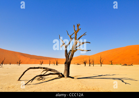 Dead Acacia erioloba alberi in Deadvlei / Dead Vlei, una argilla bianca in padella il Namib-Naukluft National Park, Namibia Foto Stock