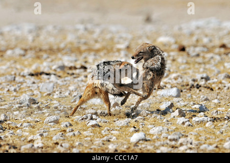 Nero-backed sciacalli (Canis mesomelas) combattimenti, il Parco Nazionale di Etosha, Namibia Foto Stock