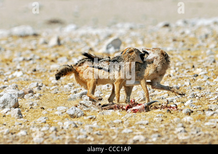 Due nero-backed sciacalli (Canis mesomelas) stanno lottando per la carcassa, il Parco Nazionale di Etosha, Namibia Foto Stock