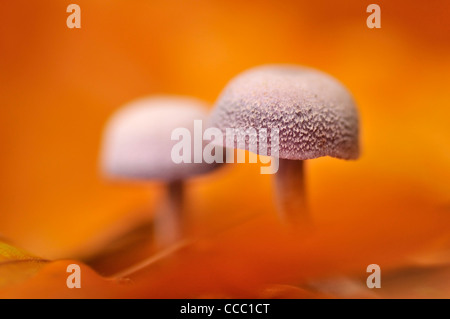 Amethyst Deceiver (Laccaria amethystina) tra foglie di autunno in autunno Foto Stock