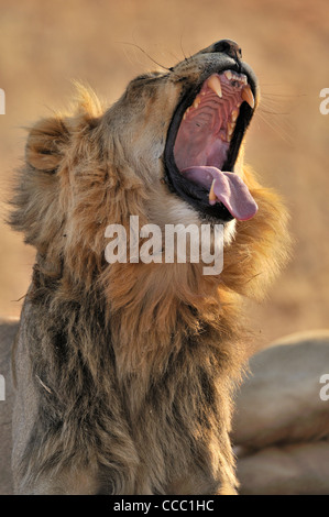 Maschio di leone africano (Panthera leo) sbadigli nel deserto del Kalahari, Kgalagadi Parco transfrontaliero, Sud Africa Foto Stock