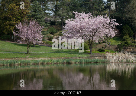 Giardino giapponese in Westfalenpark Dortmund Foto Stock