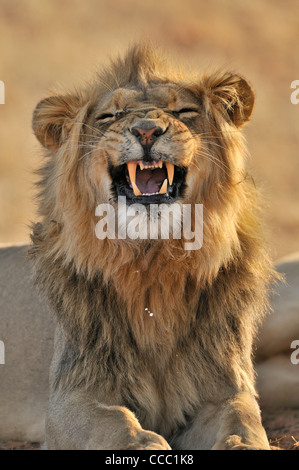 Maschio di leone africano (Panthera leo) mostra la risposta flehmen, deserto Kalahari, Kgalagadi Parco transfrontaliero, Sud Africa Foto Stock