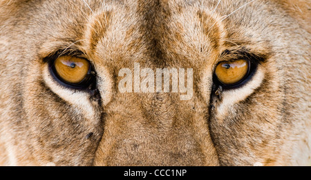 Leone africano (Panthera leo) close-up di occhi con mosche, Africa Foto Stock