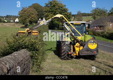 Hedgecutting nel villaggio di Cumbria Inghilterra Foto Stock