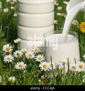 Il latte, erba e fiori Foto Stock
